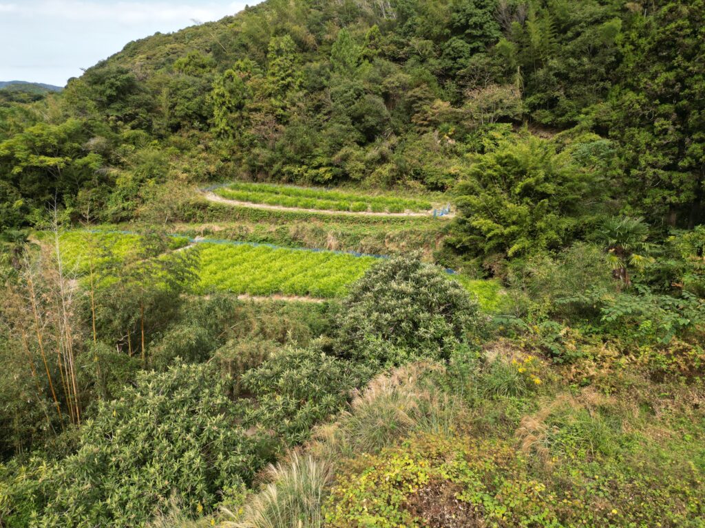 相続土地国庫帰属制度高知県山林