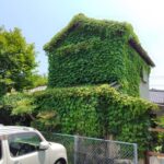 特定空家