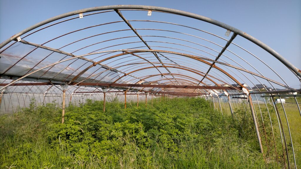 安芸市の耕作放棄地