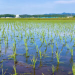 高知県の農地集約化