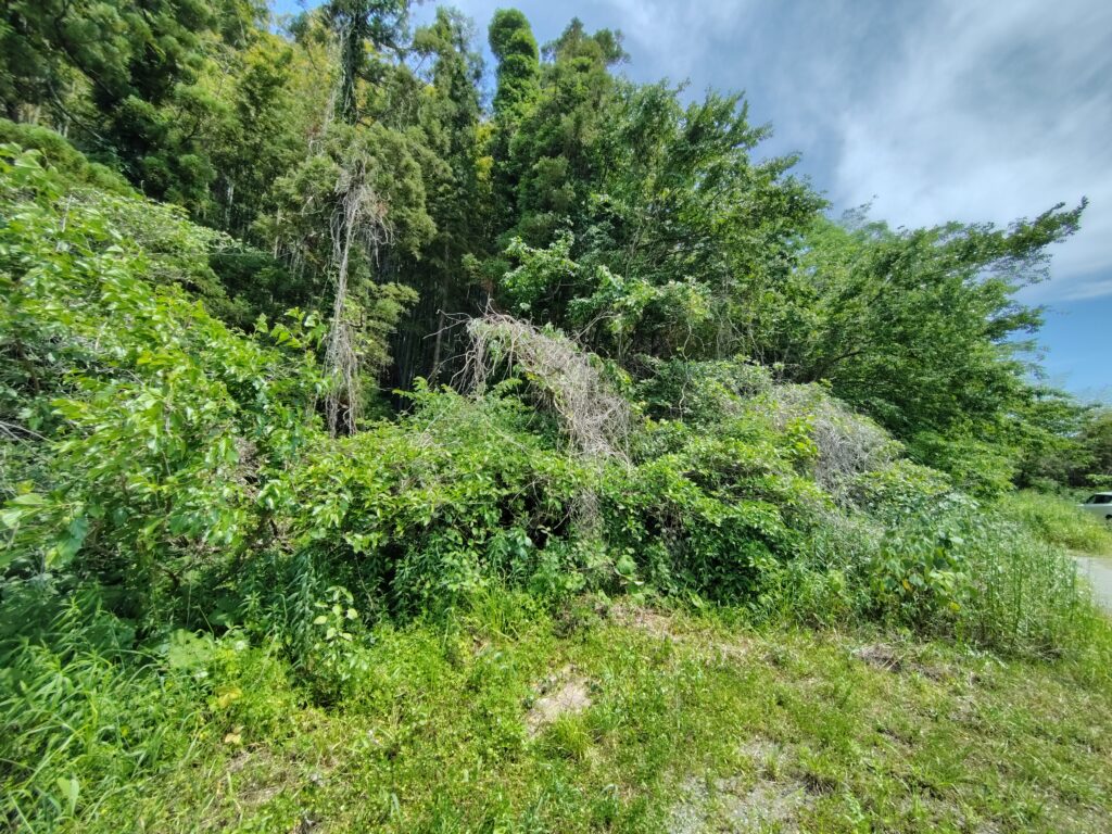 高知市春野町の山林処分