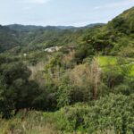 高知県山林売却・処分