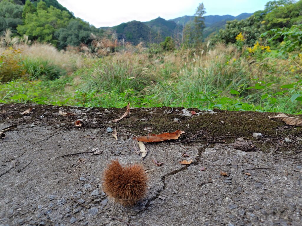 高知県山林売却・処分