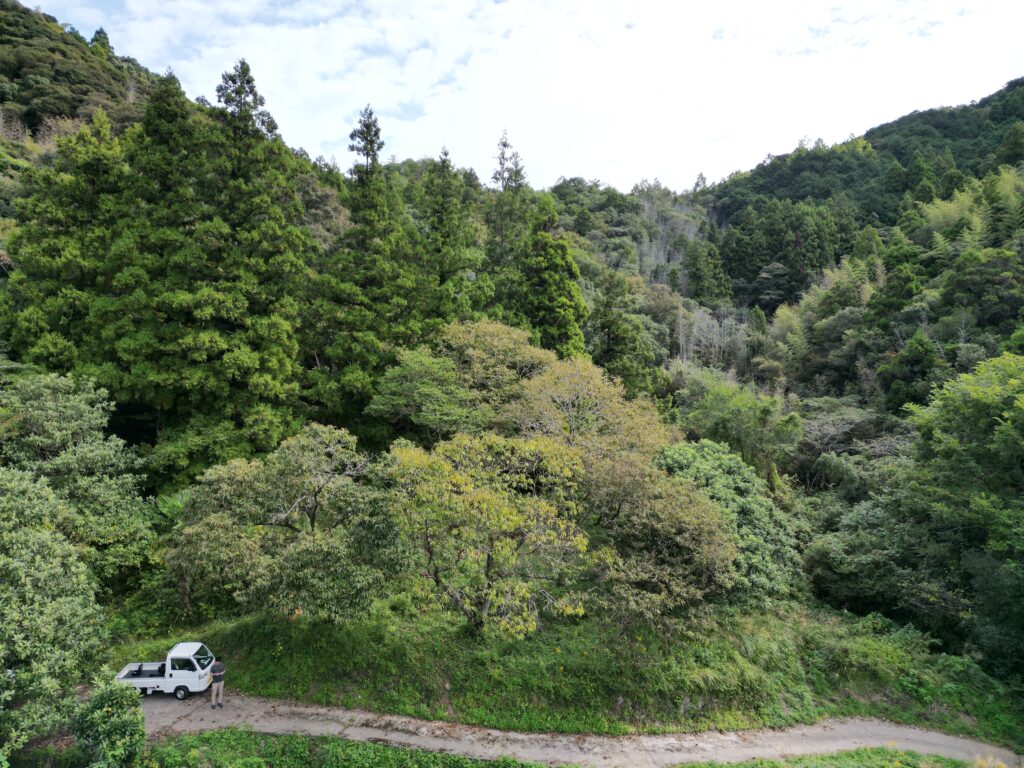 高知県山林売却・処分