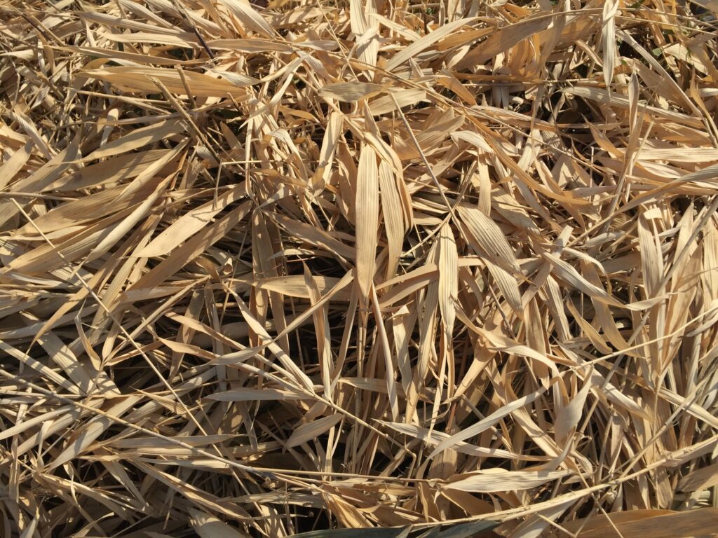 笹の葉掃除国庫帰属制度破綻