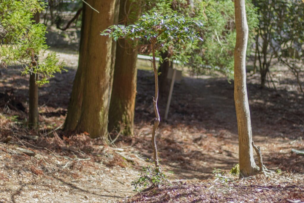 山林相続高知県