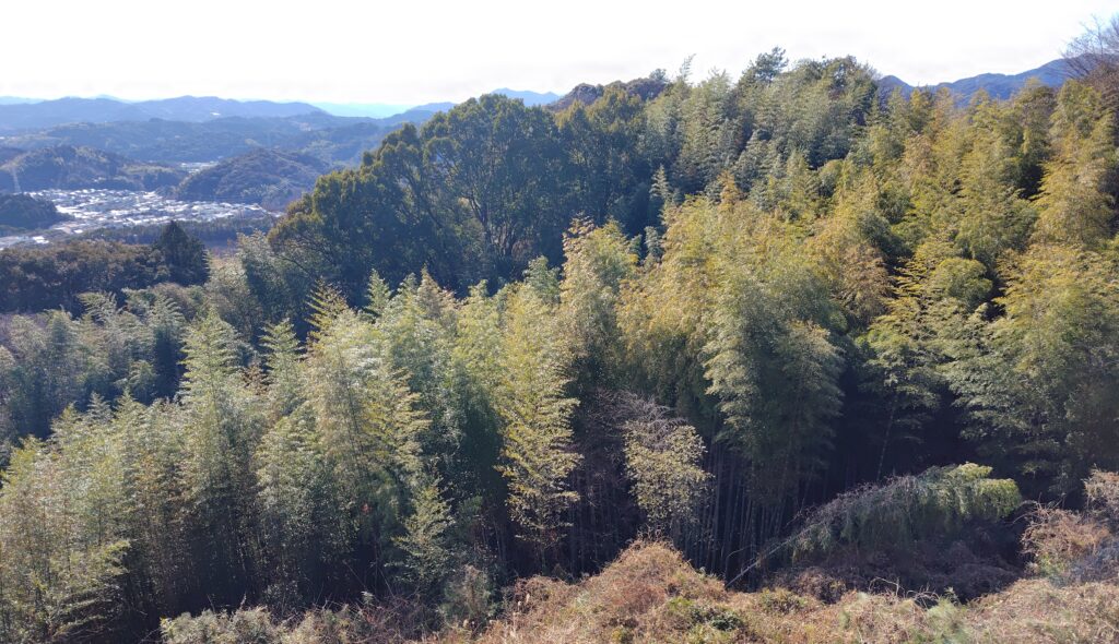 高知市鴻森から見た山林