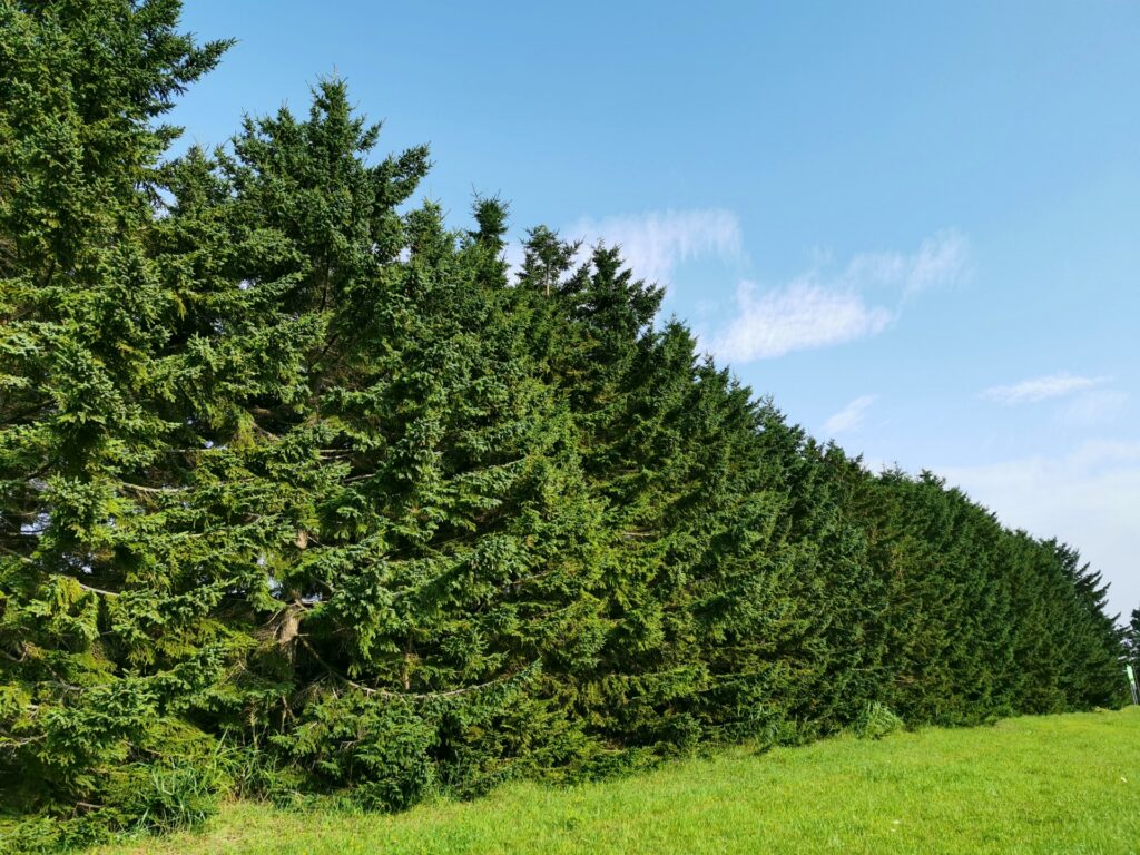 山林と保安林の違い