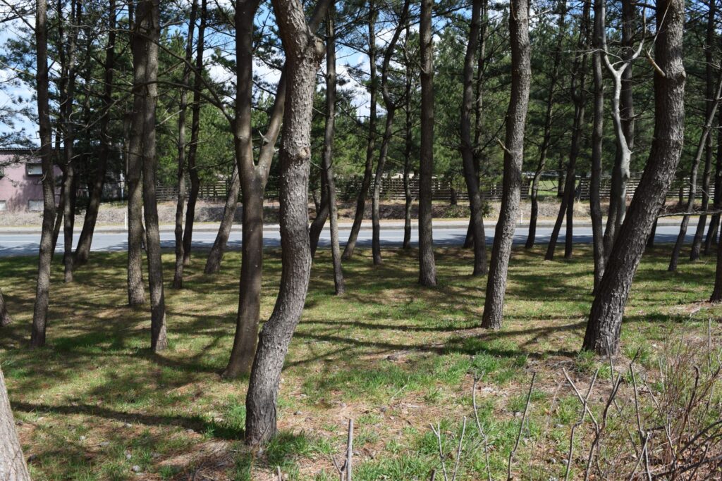 山林と保安林の違い