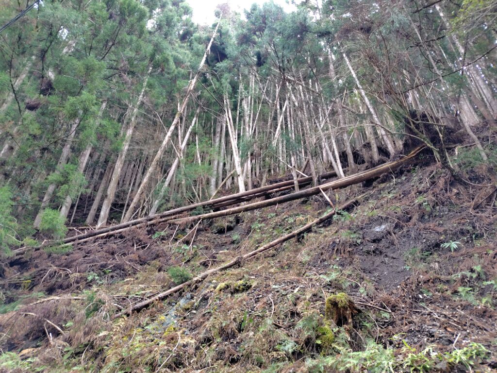 高知県安芸市古井|令和7年地籍調査済み山林