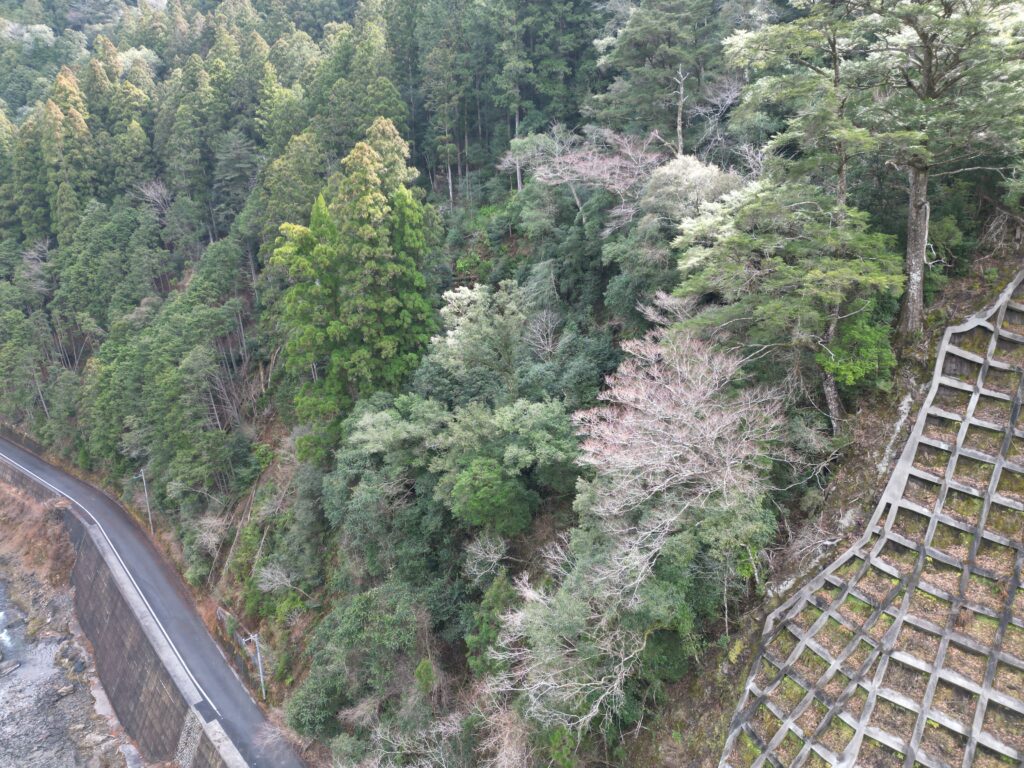 高知県安芸市古井|令和7年地籍調査済み山林