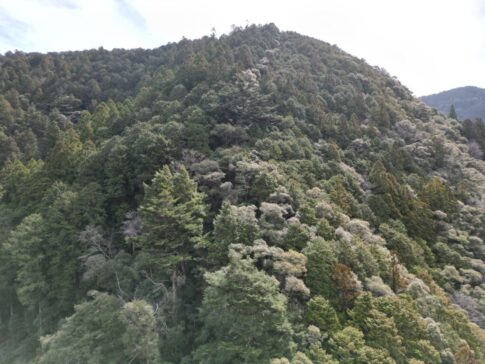 高知県安芸市古井｜令和7年地籍調査済み山林