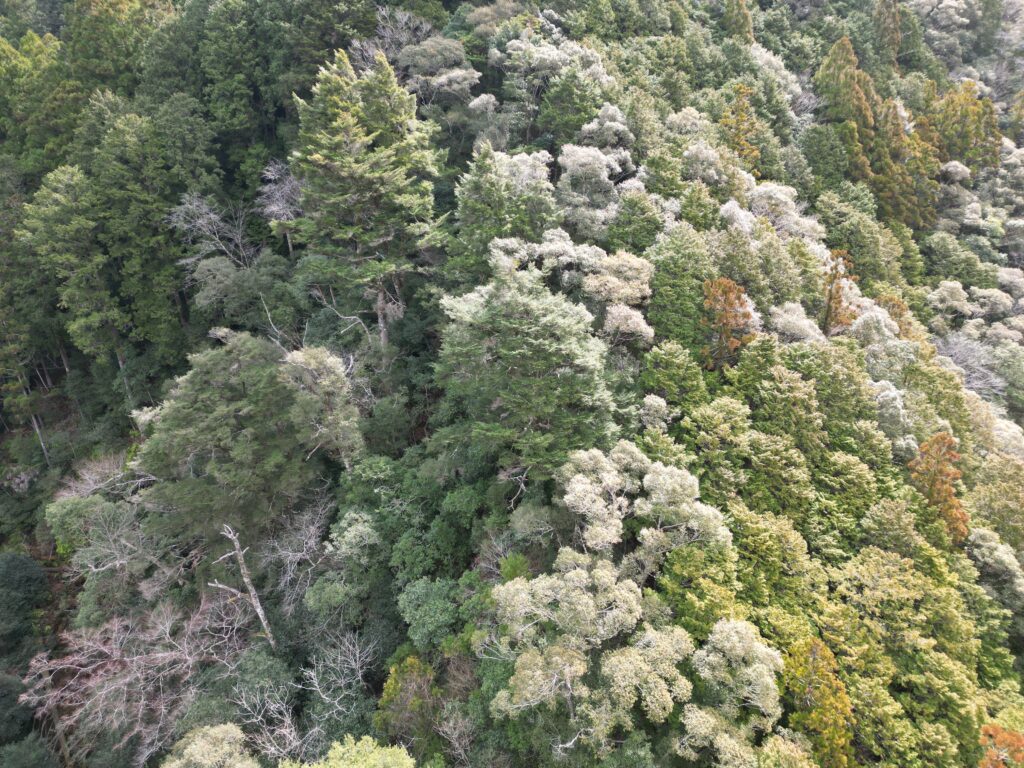 高知県安芸市古井|令和7年地籍調査済み山林