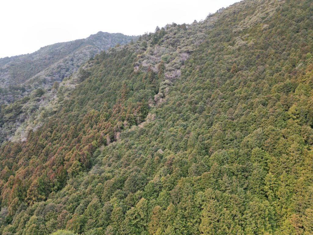 高知県安芸市古井|令和7年地籍調査済み山林