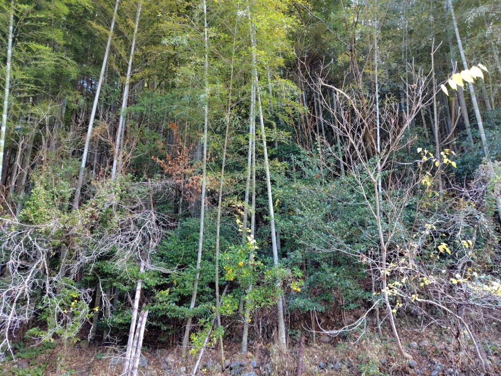 安芸市川北乙山林0円