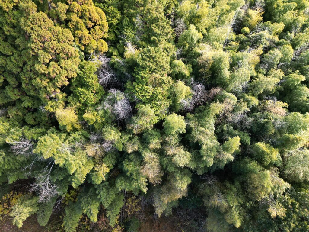 安芸市川北乙山林0円