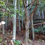 安芸市川北乙山林無料