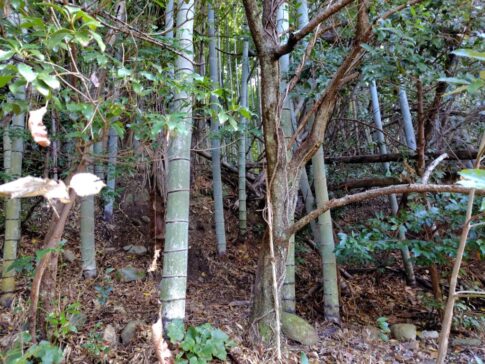 安芸市川北乙山林無料