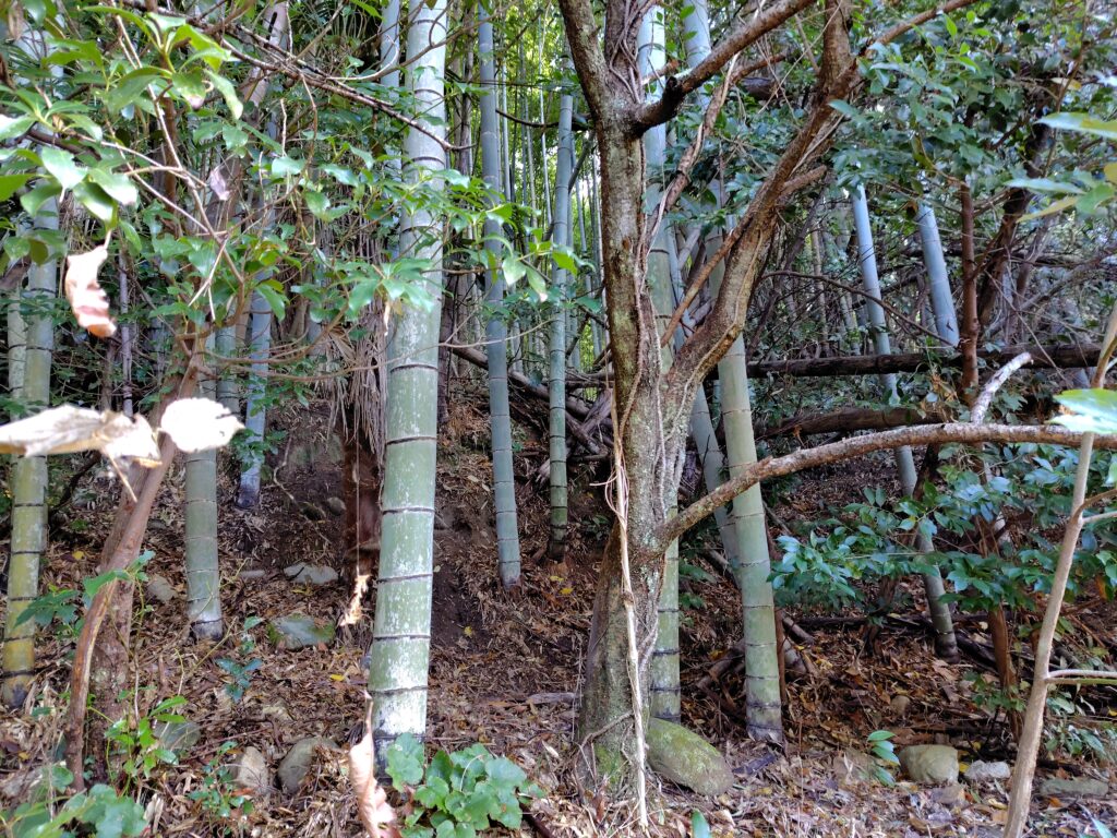 安芸市川北乙山林無料