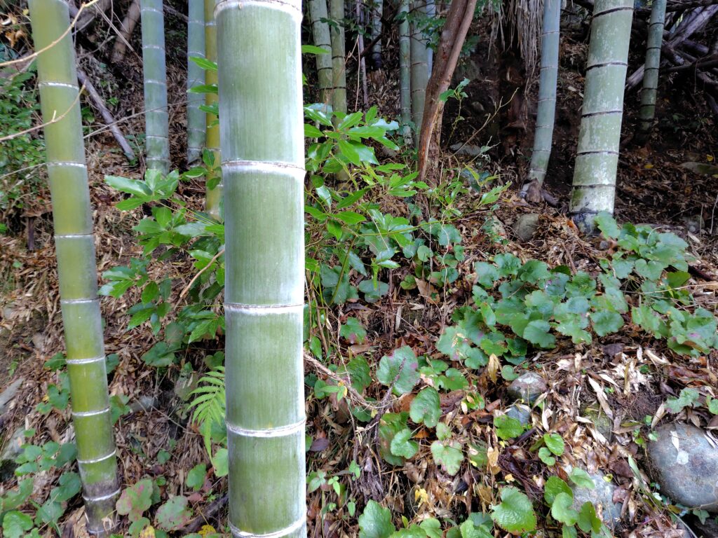 安芸市川北乙山林無料