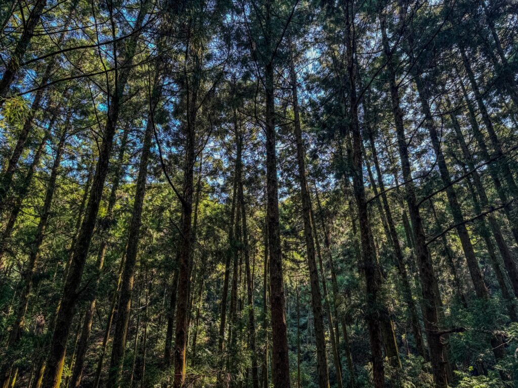 相続放棄山林高知県