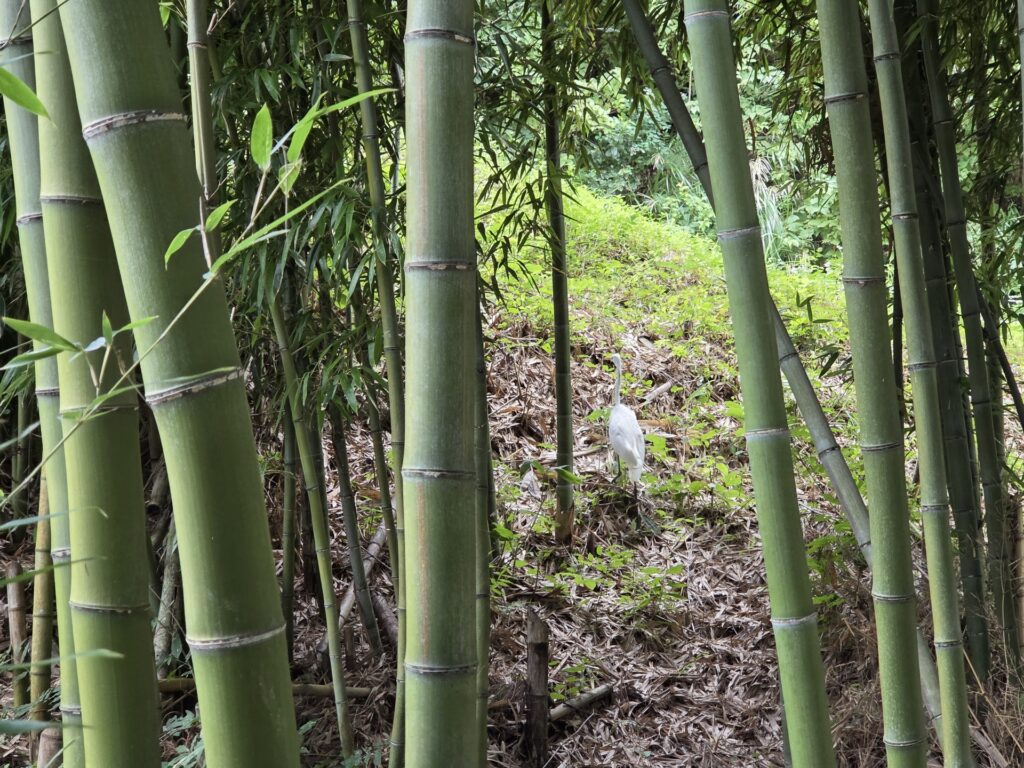 相続土地国庫帰属制度を使わない理由