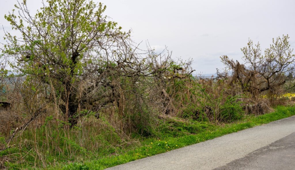 課税地目畑・登記地目雑種地