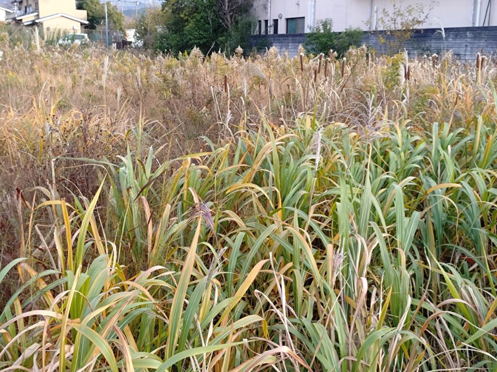 いの町の放置された空地