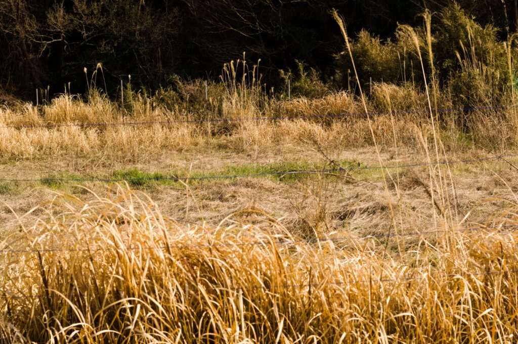 土佐市の放置された空地