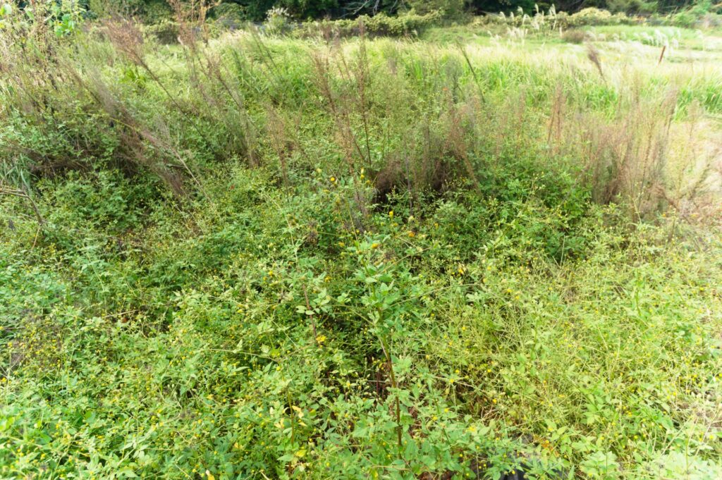 室戸市の放置された空地