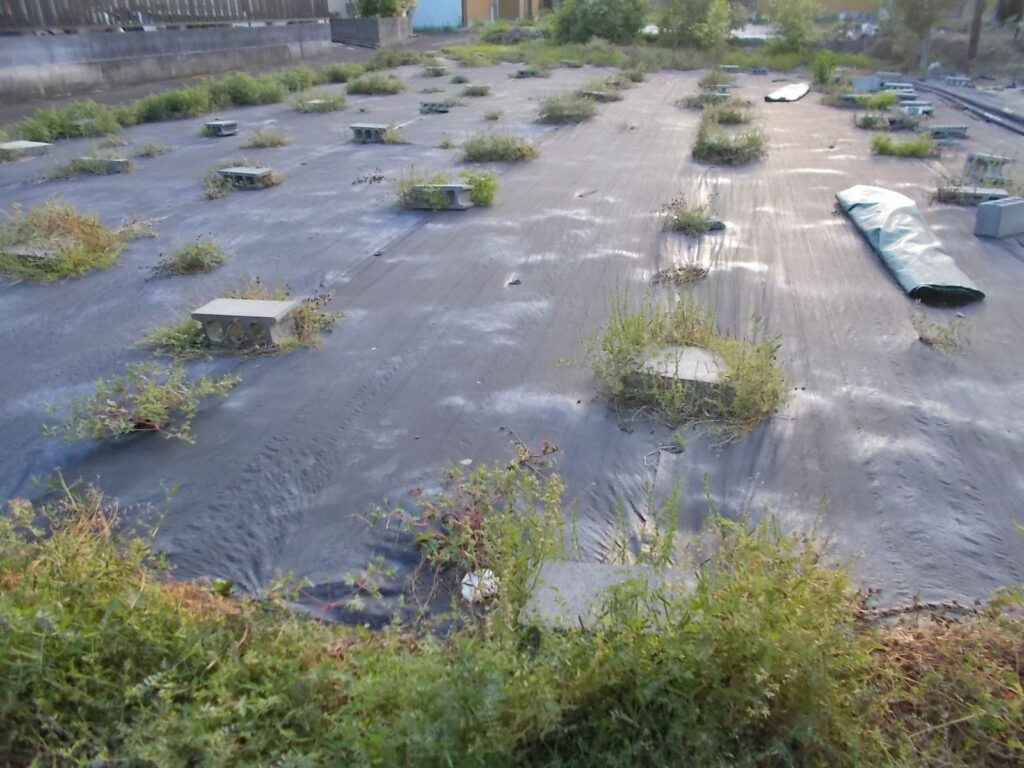 香南市の放置された空地