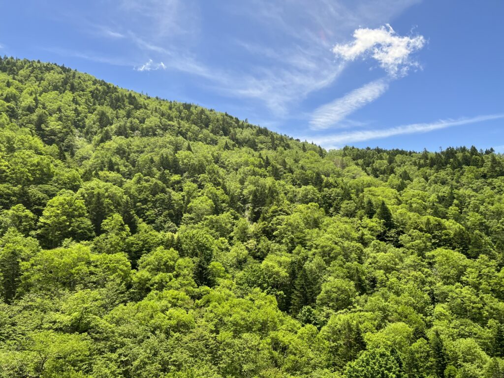 いの町中山間地域の相続山林