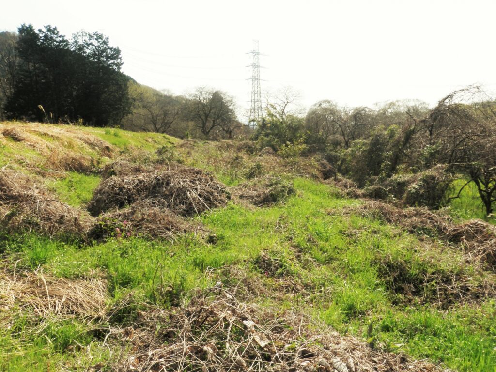 黒潮町の耕作放棄地