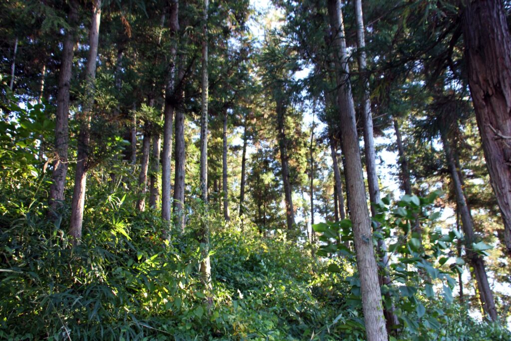 黒潮町の管理不全の山林