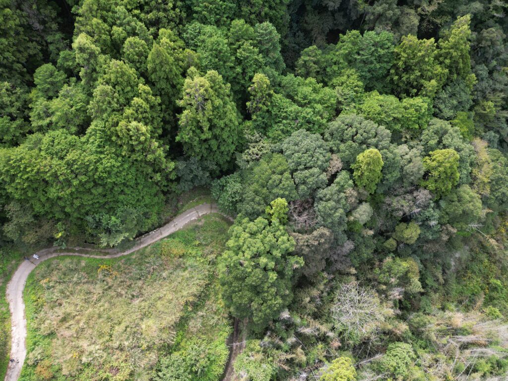 三原村にある間伐や手入れがされていない山林