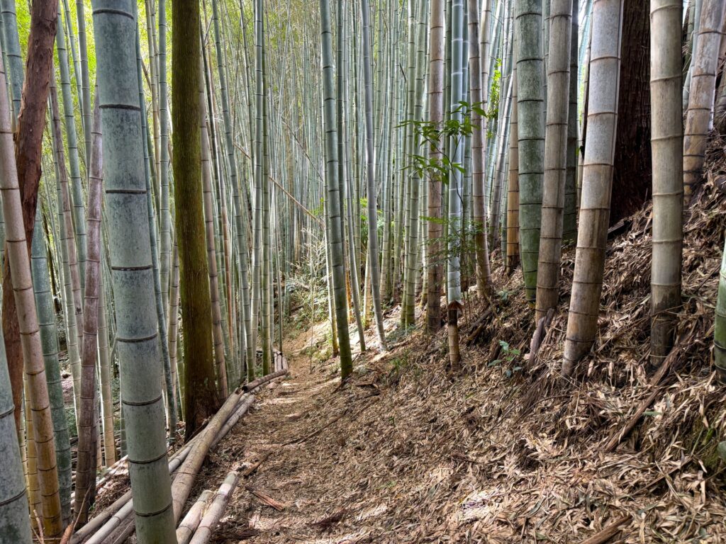 土佐清水にある竹林