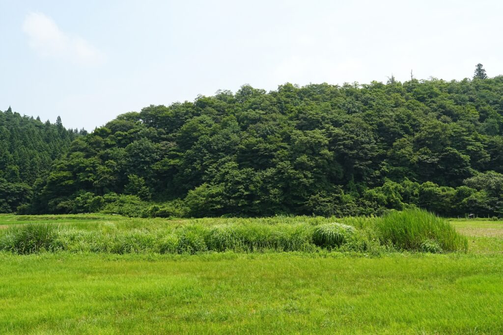 津野町にさる管理されていない農地
