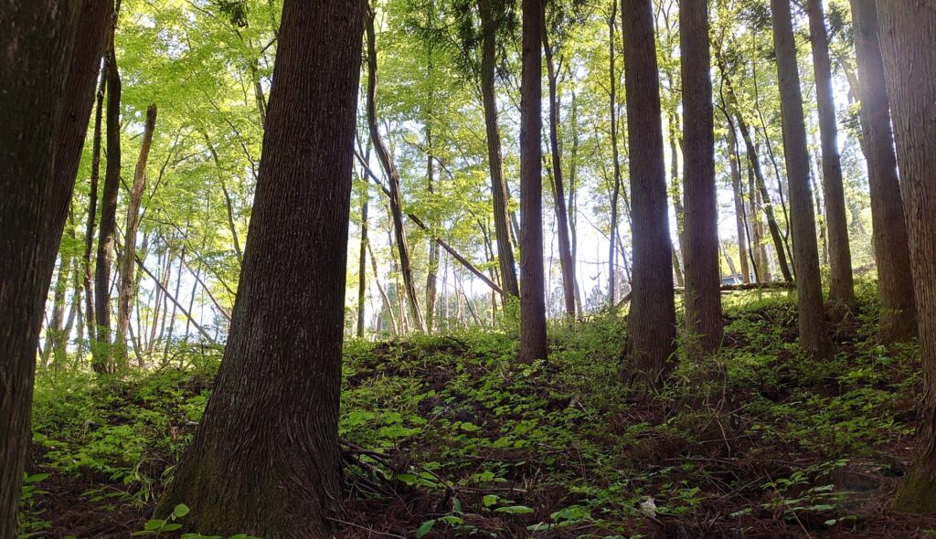 高知県山林譲渡