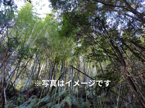 高知県安芸市の山林処分方法