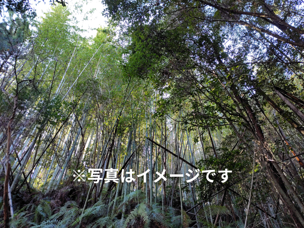 高知県安芸市の山林処分方法