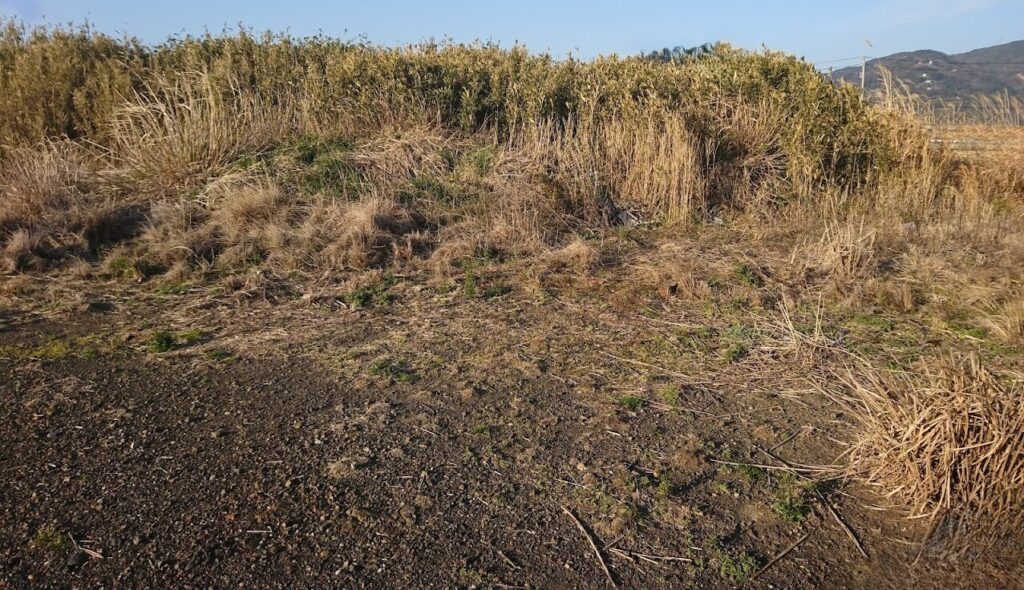高知県にある田舎の耕作放棄地