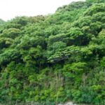 高知の山林処分