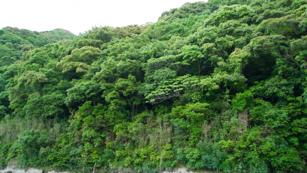 高知の山林処分