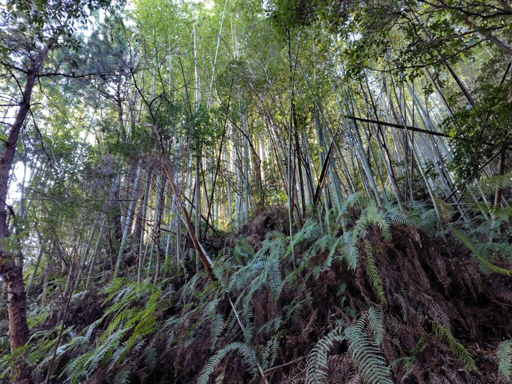 高知県の売れない山林