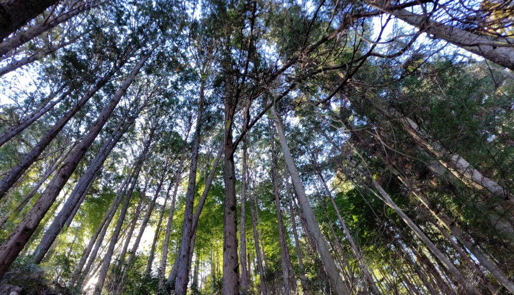 四万十町の売れない山林