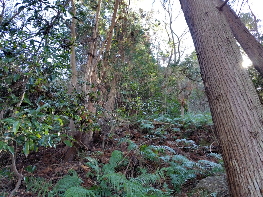 高知市五台山の山林処分