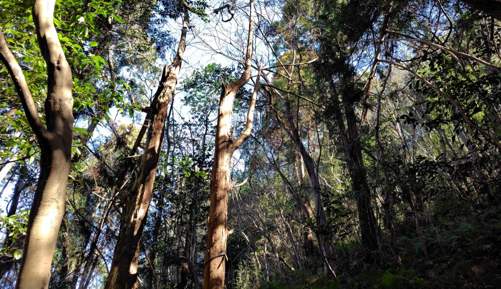 馬路村の売れない山林