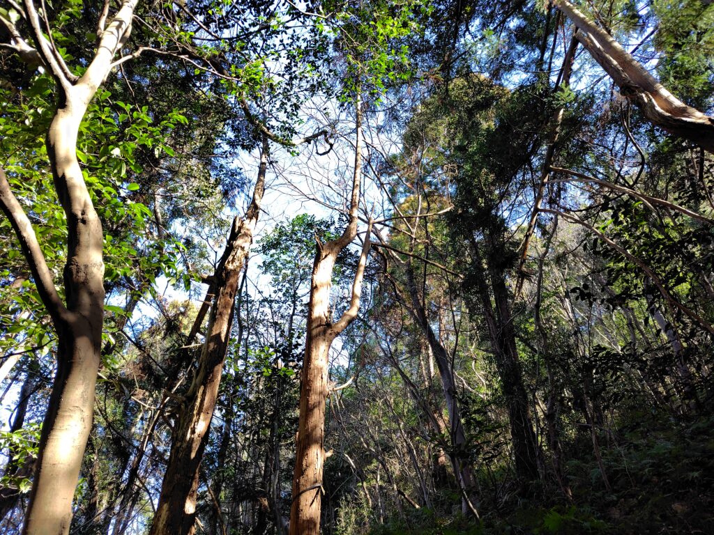 高知市五台山の山林処分