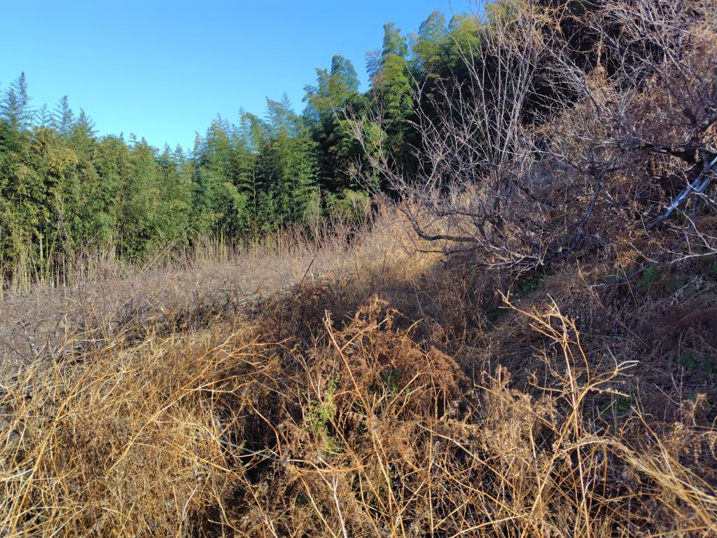 高知市五台山の山林調査