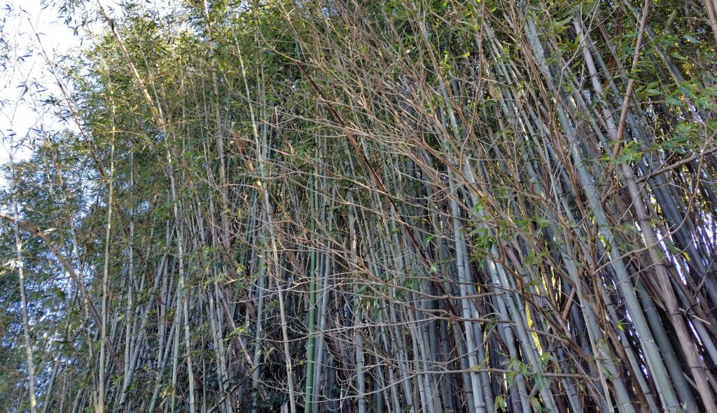 芸西村の売れない山林